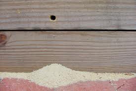 sawdust under carpenter bee hole