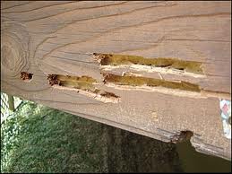 woodpeckers damage this wood looking carpernter bees