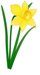 daffodil