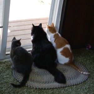 cats-looking-out-storm doors 